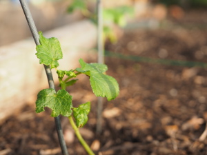 Sproing! Okra coming up fast